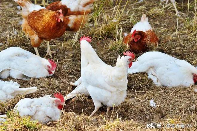 引发鸡群发生禽流感的病因 鸡群流感病的主要传染源有哪些
